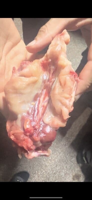mal əti qiyməti: Salam ✅Heyvanlar üçün nəzərdə tutulub satılır, ❌İnsan qi̇dasi dei̇l!! — 2