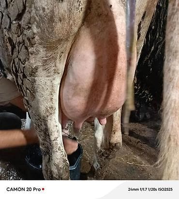 sudluk inekler: Bir heftedi dogub 1 ci qarina erkek Simmental balasi var buzov tek — 2