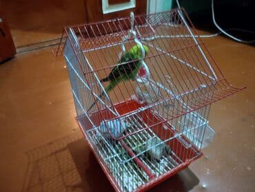 Bütöv quş qəfəsi dəsti - Ev formasında dizaynlı, metal barmaqlıqlı