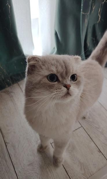 Şotland yastı qulaq, Erkək, Cütləşmə üçün, Ödənişli çatdırılma — 2