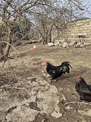 barter heyvanla: Xoruz, il: 1 — 3