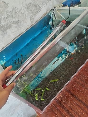 molly: 9molly 5dişi 4erkək, 1meçinoz dişi, 3quppi 1erkək 2dişi, RS-610 — 7
