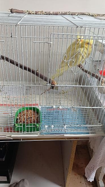 tetra quşu: Ağ metal qəfəsdə sarı rəngli nimfa (cockatiel) papağanı — 1