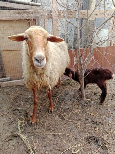 pitbul satilir: Ana bala qoyun satılır.Bala 10 günlük ərkəkdir.Ünvan Maştağa.Real — 2