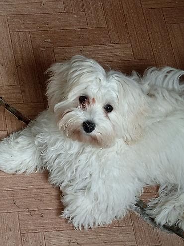 Bişon Frize, 6 ay, Dişi, Peyvəndli, Ünvandan götürmə