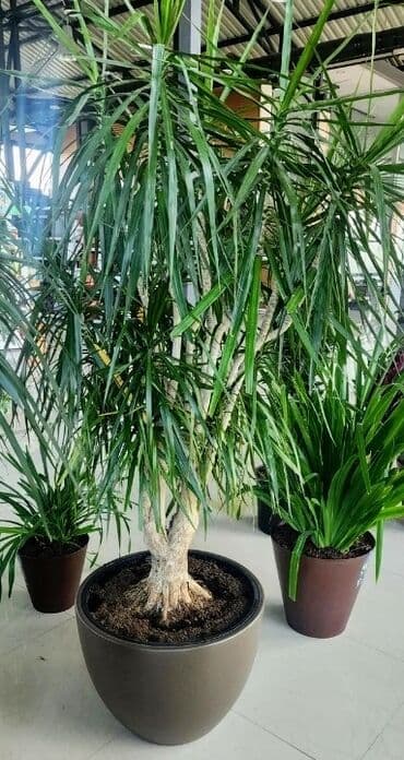 dəmir tikanı bitkisi: Dibçək 140
Bitgi 650 — 2