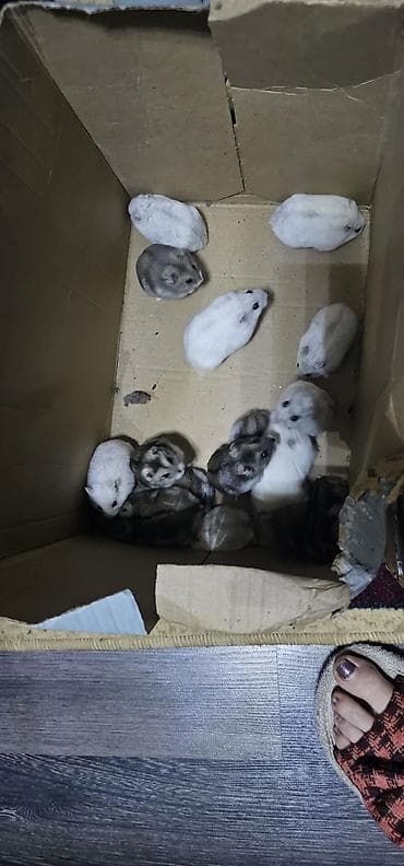 Птицы: Hamsterlər (Djungarian tipli) - Rənglər: ağ, boz və qarışıq naxışlı — 6