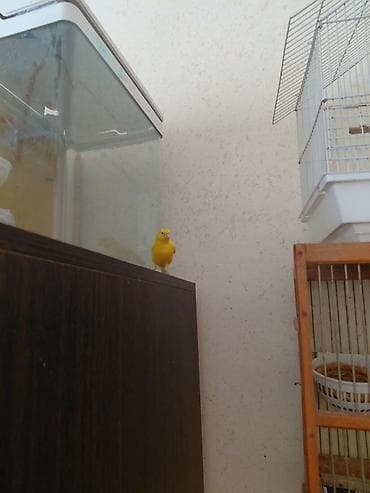 qus satisi: Bülbül may 1yaş var — 2