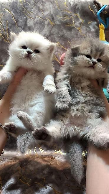 bala pişik ucuz: Şotland — 5