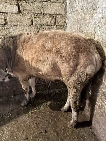 simental inek satilir: Erkek dana kesime yariyir. 90-100kq çəki arası əti var. Kim istəsə — 3