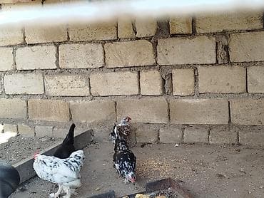 Другие животные: Saglamdilar hamis satilir qiymet danisariq — 5