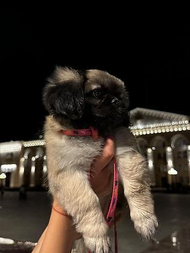 heyvanlar: Pekines, 3 ay, Dişi — 3