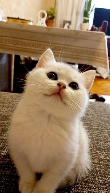 qara pisik: Britan, Erkək, Dişi, Yaxşı əllərə, Ünvandan götürmə — 1