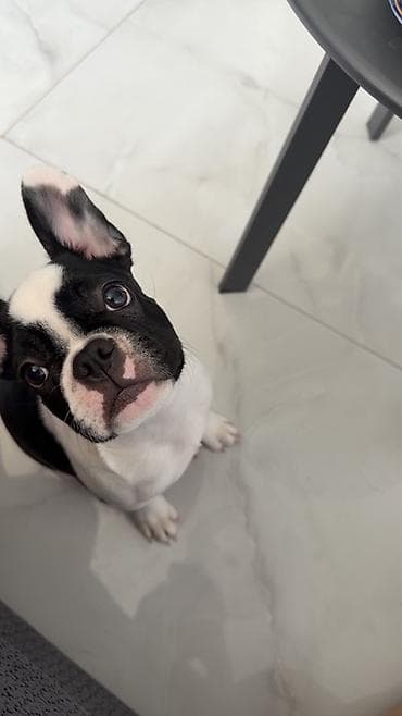 İtlər: Erkek, Peyvəndli — 2