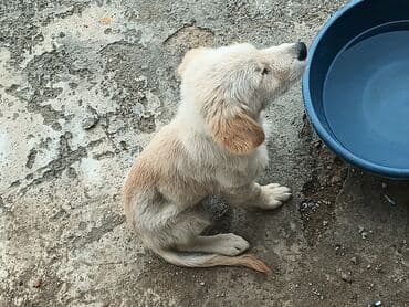 ретривер бишкек: Ретривер — 3