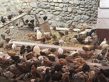 Toyuq cücələri, Ətlik