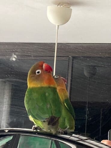 лоток для кошек баку: Gözel quşdur — 2