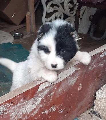 barama qiyməti: Qafqaz çoban iti, Dişi — 3