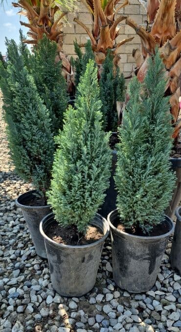 həmişə yaşıl bitkilər: Bağ və landşaft üçün iynəyarpaqlı dekorativ bitkilər - Thuja — 28