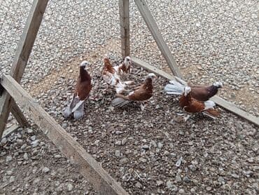 tap az goyercin satisi: Ağ Başlar 6denesi 100 Manat Enli Quyruq 17-18 Tükler — 2