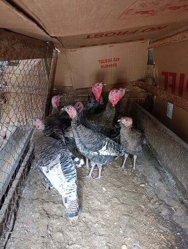 cuce sekli: Bronz rəngli hinduşka sürüsü - Növ: Hinduşka (bronze/çəhrayı başlı — 1