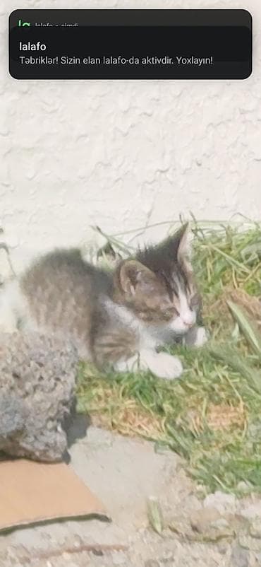 sahibləndirilmə: Erkək, Dişi, Yaxşı əllərə, Ünvandan götürmə — 3