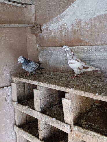 Gəmiricilər: Qusdar göz qabaqinda saglam qusdari çil kekili Erkey obirsi maya — 2