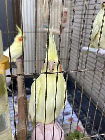 qizil qus: 3 ədəd 1,5 aylıq Nimfa tutuquşu (cockatiel) . Ev quşlarımın balalarıdı — 6