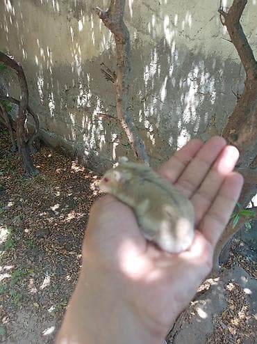 Qəfəslər: Nadir tapılan qırmızı göz qəhvəyi erkək mini cunqarik xamyak, əl — 5