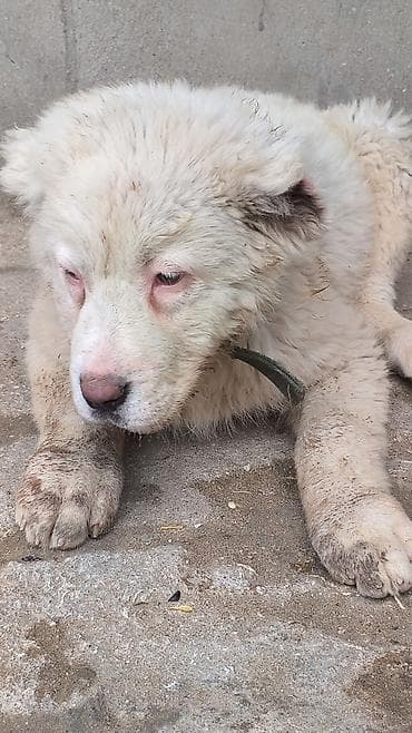 bala itler: Alabay — 6