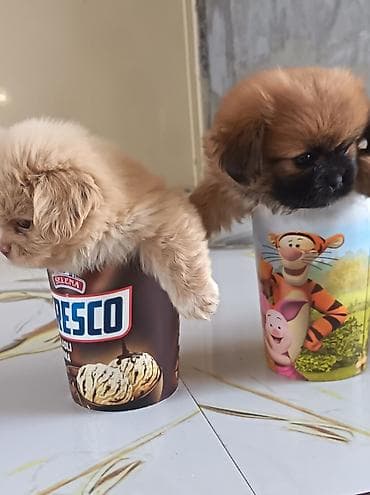 haski itleri: Pekines, 1 ay, Erkək, Ünvandan götürmə — 3