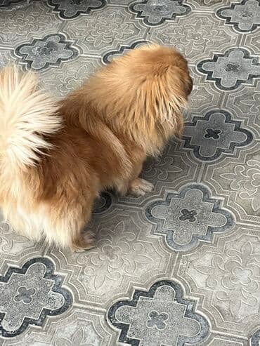 шотландская серебристая шиншилла купить: Пекинес — 3