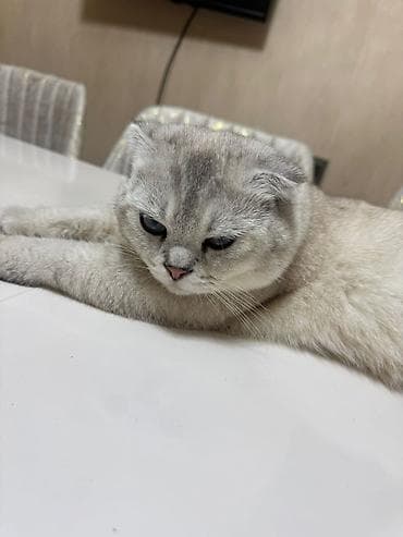 şotland pişik: Şotland — 8