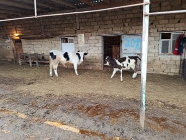iri buynuzlu mal qara qiymeti: Dişi dana 7 aylıq erkəy 10 aylıq - Cins: südlük/ətlik istiqamətli — 1