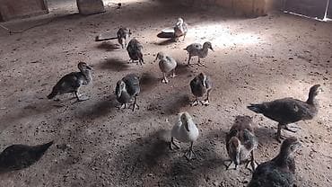 mandarin ördək: 50gunluk balalardi 10denesi zumurdu macarda lavandada var icnde tek — 2