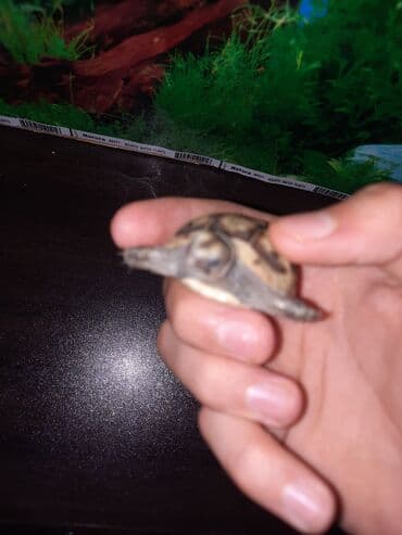 Рыбы: Quru tisbağasi - Qabıq naxışı: açıq-bej əsas üzərində tünd qəhvəyi at lalafo.az — 4 Рыбы: Quru tisbağasi - Qabıq naxışı: açıq-bej əsas üzərində tünd qəhvəyi — 4