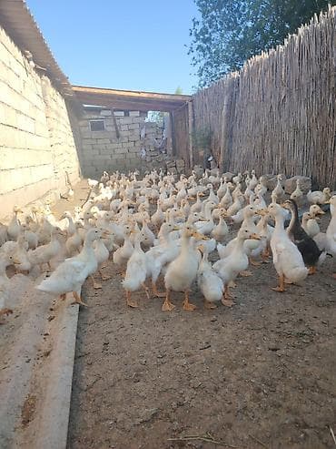 qusar heyvan satışı: Saglam pekin ordekleri - Növ: ev ördəyi (ağ rəng üstünlükdə, arada — 1