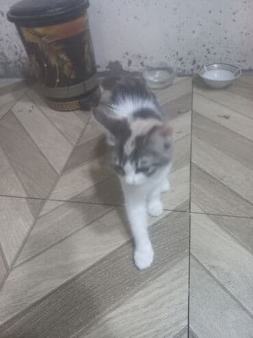 pişik cutləşdirilir: Yaxşı əllərə, Pulsuz çatdırılma — 1