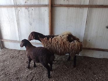 damazlıq: Bakı qoyunu 4 qarın erkek balayla birlikde satılır tam saglam bala 1 — 3