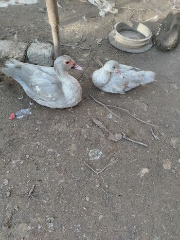 Volkswagen: Salam. 5 aylıq lavanda ərkey dişi cütü 60 m sondu istəyən vatsapa yaza — 2