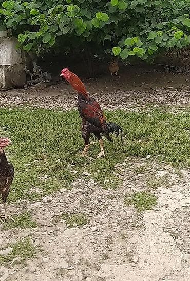 11ayliq heyvandi çox iri heyvandi diye satıram tam sağlam heyvandi lalafo.az -da 11ayliq heyvandi çox iri heyvandi diye satıram tam sağlam heyvandi