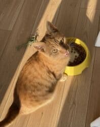 котенка в добрые руки: Самка, В добрые руки — 6