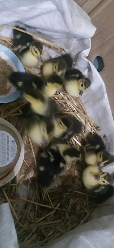 lal ordeklər: Lal ördək 4 günlük — 1