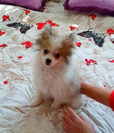 doberman itleri: Şpitz — 2