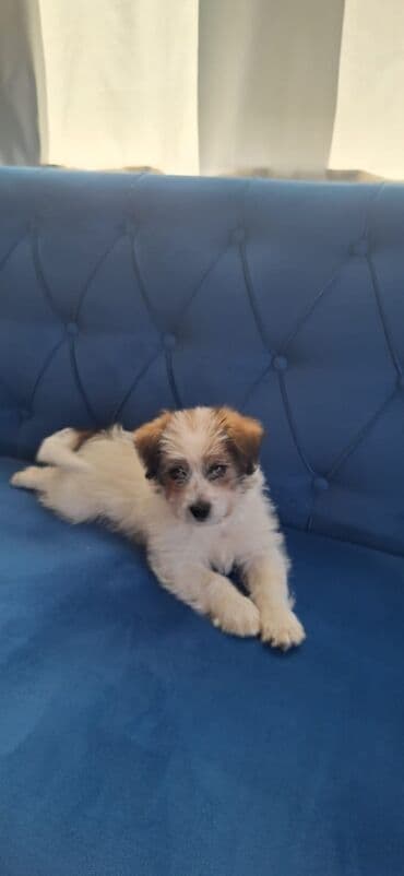 i̇t şpitz: 2 ay, Peyvəndli — 3