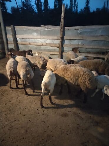qurbanliq qoc: Erkək, il: 1, 1 kq, Ətlik — 2