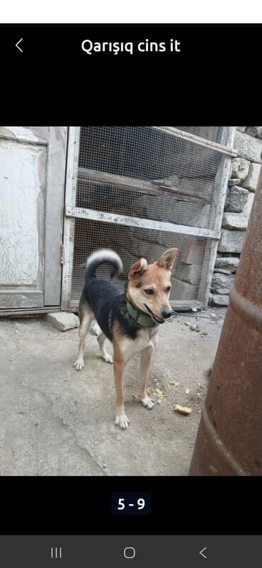 coban iti adlari: Zvanok it - Orta ölçülü, atletik quruluşlu - Üçrəng palto: qara — 5