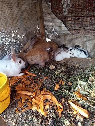 pekines satisi: Salam dovşanların hamsı satılır tam sağlam dılar heçbir xəsdəliyi — 5