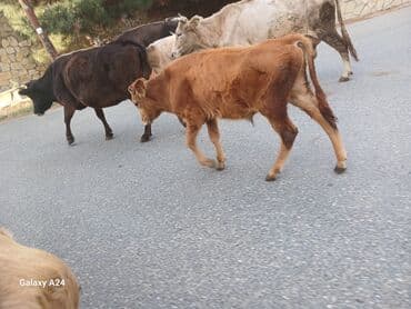 berde mal bazari: Dana erkek satilir tecili basqalari da var — 5