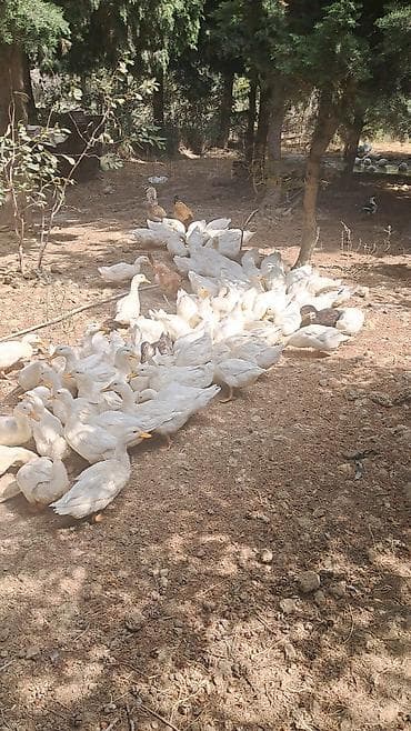 ev pişik adları: Pekin ördəkləri 4 ay yarimliq 120 eded topdan ve ya perakende satiş — 5